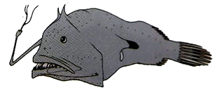 Oneirodes macronema_claves.jpg